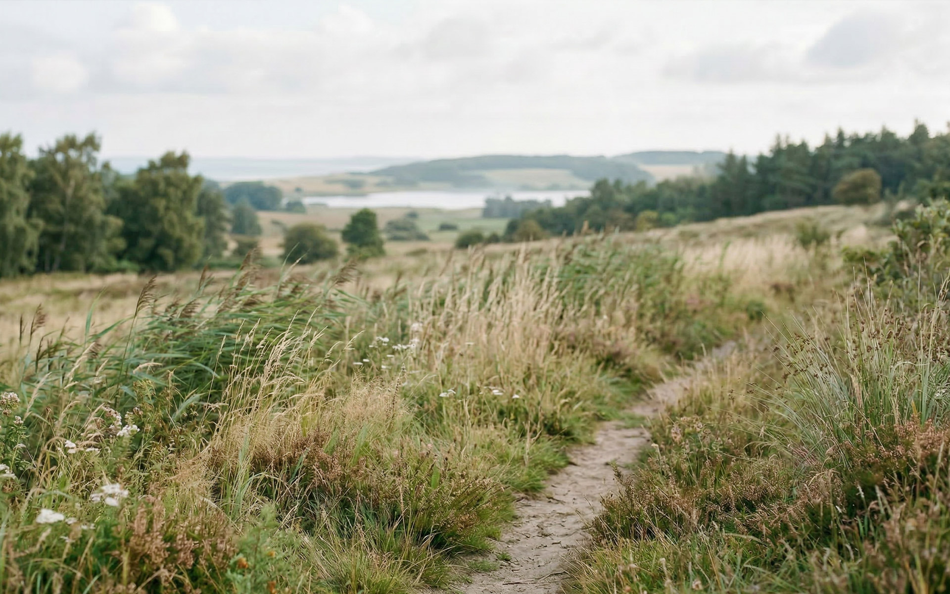 Natürliche Landschaft in Norddeutschland bei sanftem Morgenlicht mit ruhiger Atmosphäre und weichem Wind.