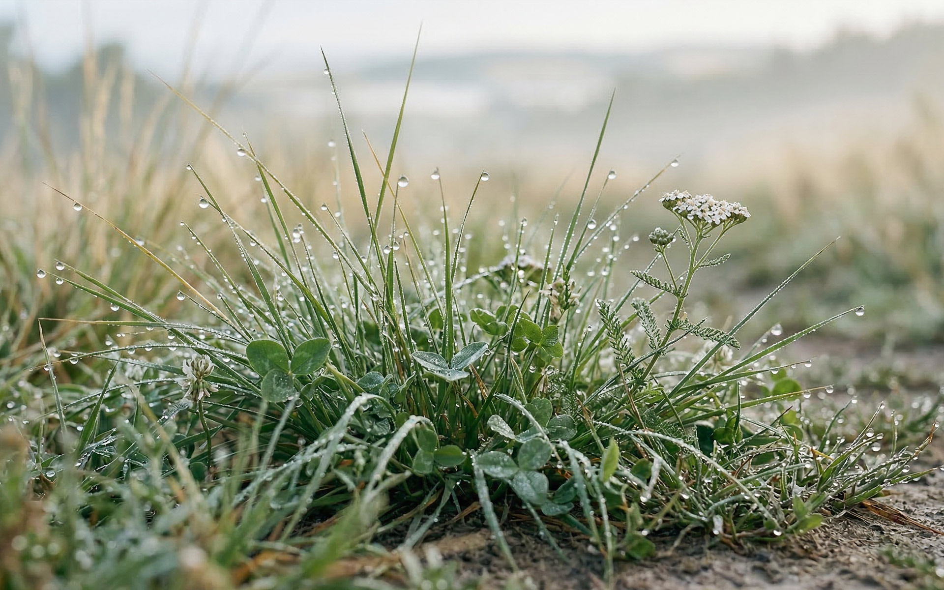 Frische grüne Blätter und wilde Kräuter mit Morgentau, umgeben von sanftem Morgenlicht und leichter Nebelschwade in natürlicher nordischer Landschaft.